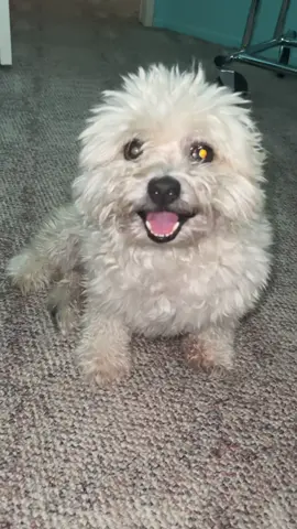 It’s MIM #fyp#dogs#dog