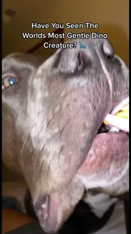 no ones ever seen such a gentle Dino #dog #bigdogs #dogsoftiktok 