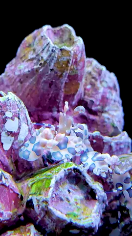 กุ้งตัวตลก​ Harlequin​ shrimp​ #AquariaPhuket #อควาเรียภูเก็ต 