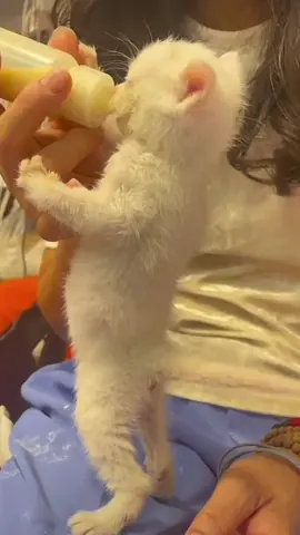 🥰 #cat#catsoftiktok #cats #catslovers #猫#猫可愛い #猫のいる暮らし 