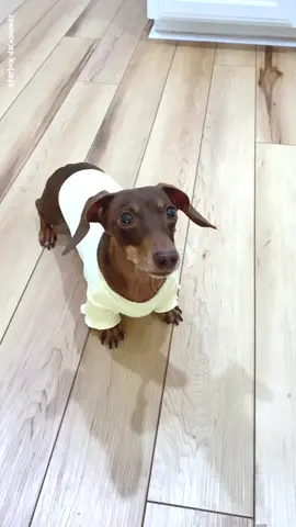 Moonpie is little off, but totally makes sense #moonpiestarbox  #starboxdachshunds #dachshunds #doxie #wienerdog #fun #puppy #nutcracker 