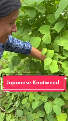 🚫Check your yard for this invasive species!🚫  This plant, Japanese Knotweed, will take over your garden if you let it. #thisoldhouse #asktoh #landscaping #gardening #invasivespecies #invasiveplants #nonnativeplants #nativeplants #landscapecontractor #landscapedesign #landscapetips 