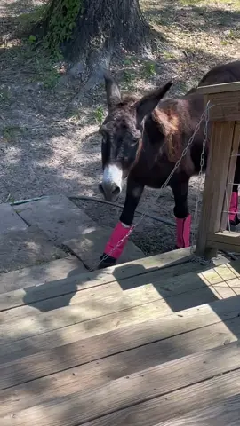 The dingus duo strikes again 🤣💀. #montethesingingdonkey #yardgoblin #donkeytok #horsesoftiktok #Texas #farmyarddrama #shenaningans #fyp