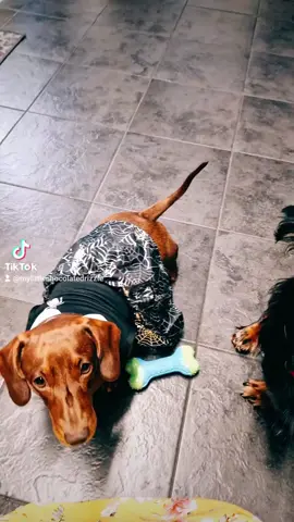 @The Barking Bakery Official #dachshund #dachshundsoftiktok #miniaturedachshund #sausagedog #dachshundaddict #birthdaygirl #woofins #thebarkingbakery 
