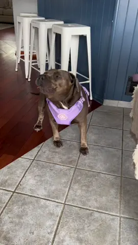 Nalas ready to meet the new vet 🤣 see lur facebokk an instagram for mlre updates #thisisnalasworld #thisisnalasworldextras #fyp 
