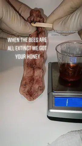 Without bees we are doomed but without honey sad. #lab #tiktok #bee