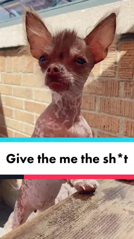 Call the authorities I’m being aboosed. #PetsOfTikTok #meatsweats #begging  #hairlesschihuahua #hairlesspuppy #chihuahuapuppy #chihuahuasofinstagram #hairlesschihuahuasofinstagram #xoloitzcuintli #xoloitzcuintlisofinstagram #hairlessbreed #puppylove #chihuahua #xolopuppy #puppiesofinstagram #followmydog #nekkeddog #hairlessdog #gremlindog #babywerewolf #chihuahuasoftiktok #puppiesoftiktok #viralpuppy #uniquepuppy #dogsoftiktok 