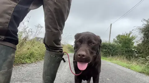 Heel work with Ralphy @ikaninedogleads #labradorretriever #retrievers #chapelfarmdogfood #chocolatelab #foxredlab #yellowlab #blacklab #training #teampureflax #gundogtrainer  #slingleygundogs #pickingupteam #fielddoglife # #gundog #instavideo