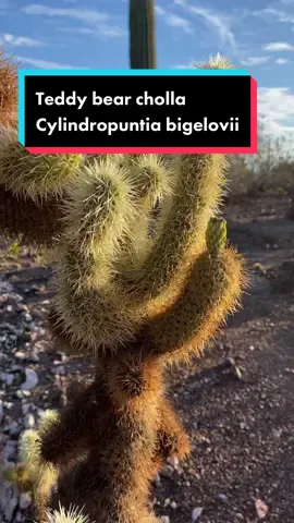 No, the teddy bear cholla doesnt jump. But be careful with these cactus! #arizona #desertbotanicalgarden #aztravel #PlantTok #cactus #cholla #teddybearcholla #jumpingcholla 