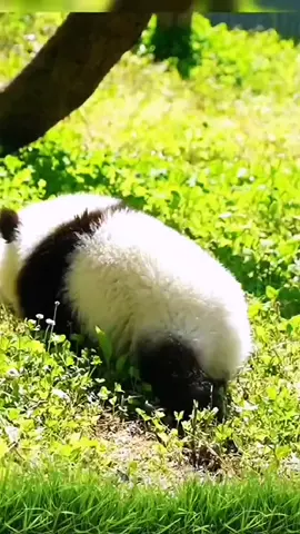 #国宝級 #大熊猫 #熊猫玩耍