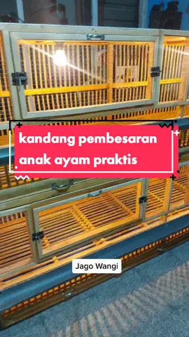 inspirasi kandang pembesaran anak ayam kampung yang mewah simpel dan praktis #kandangayam #jagowangi #ayambangkok #dutakandangayam #fyp