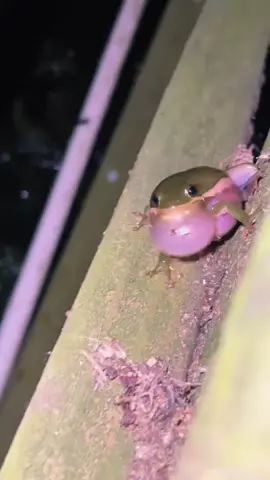 #ChewTheVibes #song#songs#singing#music#musicoftiktok#musictok#ReTokforNature #postitaffirmations #weekend#weekday#happy#ranita#sapito#fyp#fypシ#Queen #frog#frogs#frogsoftiktok#froggies#phrog#animals#animalsoftiktok#monkeyfrog#frogspawn#spawn#pet#petfrog#amphibians#reptile#bug#bugs#froggy#frogsontiktok#dumpy#dumpytreefrog#dumpytreefrogs#frogsoundchallange#frogsong#exoticpets #toad#toads#toadsoftiktok#tadpoles#frogeggs#budgettsfrog#pacmanfrog#rainfrog#milkfrog#pixiefrog#bullfrog#bullfrogs#glassfrog#greenfrog#hornedfrog#ribbit#creek#water#stream#river#lake#pond#bog#nature#africanbullfrog#africanbullfrogs#viral 