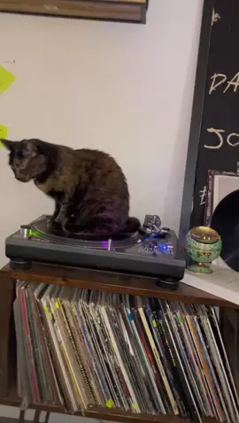 Every single day #catsoftiktok #turntablecat 