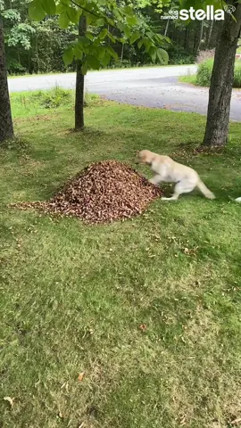 It’s not the size of the pile—OK yes it is but still. It’s a start, and it’s Stella and Mabel’s FIRST leaf pile (mound?) of 2022! Now we just need more leaves… 🍁🍂 #stellasleafpiles #rakelively #dognamedstella #dognamedmabel