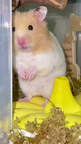 Oh god, I didn’t give him cookies for two minutes. My little cute is crying #hamster#cute pet#fyp#animal