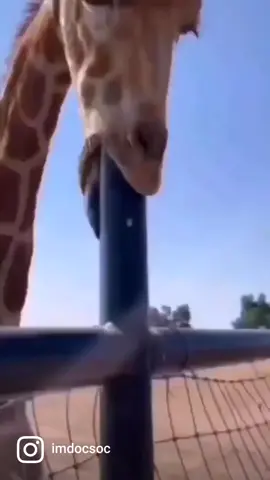🦒 👅 👀 #reactions #reactionvids #dadsoftiktok #toomuchtimeonmyhands #nothingbettertodo