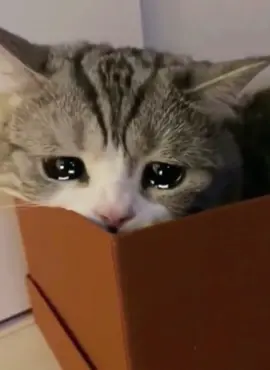 The lovely cat cried 🥺#pet #cat #cute #catsoftiktok #catlover #cutecat #cried #fyp #foryou 