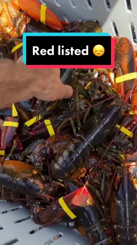 Replying to @haleypelini0 @MontereyBayAquarium Please help us understand! 🙏🏼 Where is the evidence to support this descision? #maine #lobster #lobsterfishing #fy #fyp #lobstertok #sustainable #future 