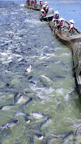 Catching large fish groups # Real life photos of fishermen # Outdoor fishing