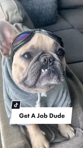 Anyone hiring? #spicoli #unemployed #jobsearch #dogparent #vetbills #job #frenchiesoftiktok #dogsoftiktok #fasttimesatridgemonthigh #dogdad @somefrenchienamedapollo @somefrenchienamedapollo 