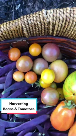 Harvesting beans & tomatoes 😍 #purple #beans #colorful #tomatoes #bountiful #harvest #basket #relax #destress #peaceful #garden #gardentok #garden101 #gardentips #gardening #gardeningtok #gardening101 #gardeningtips #Homestead #homesteadtok #homesteadlife #homesteading #farm #farmtok #farmlife #wholesome #positive #vibes #plants #greenthumb #victorygarden #veggiepatch #berrypatch #growagarden #growfood #growfoodnotlawns #comealong #comealongwithme  #fyp #fypage #foryou #foryoupage #viral 