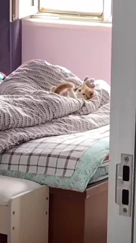🥰 #cat#catsoftiktok #cats #catslovers #猫#猫可愛い #猫のいる暮らし 
