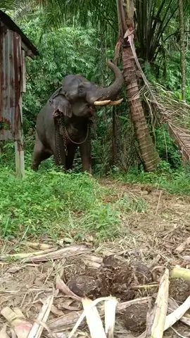 #เจ้าของ ไม่อยู่#ลักกินพร้าว เสียเลย😂😂🐘