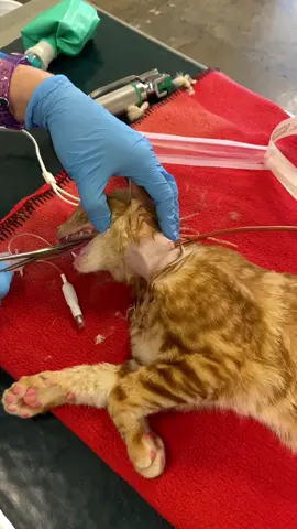 Placing a feeding tube in Romeos esophagus.  He had a terrible tongue ulcer from calcivirus. #tiktokvet #kitten #cat #feedingtube