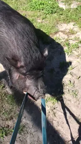 Porkchop was just trying to help! 😂😂 #voicedub by @klrdubs #voiceover #funnyclip #pigs #ChewTheVibes #DrPepperTuitionContest #porkchops