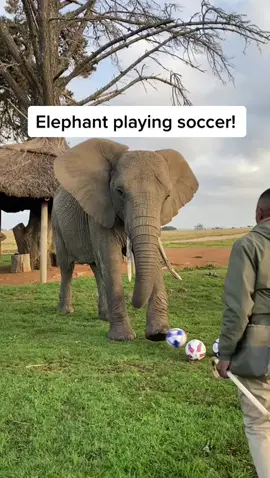 The African Elephant Research Unit uses soccer as an enrichment for the African elephants at the Knysna Elephant Park! #elephant #elephants #Soccer #animals #animal #cuteanimals #cuteanimal #africanelephant #smartanimal #funnyanimal #funny #cool