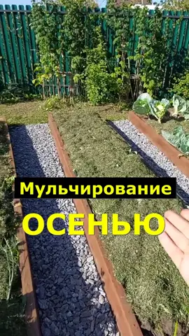 мульчирование почвы осенью #садогород #мульча #грядки