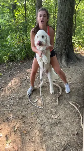 his favorite walker🦮🦮🦮