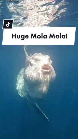 #ocean #dive #molamola #sunfish #thalassophobia The largest bony fish on the planet!