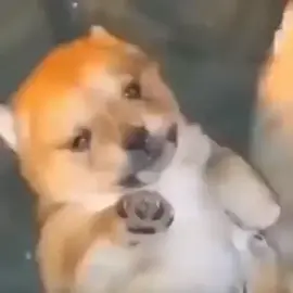 #fy #foryou #fypage #meme #dog #milk #mess