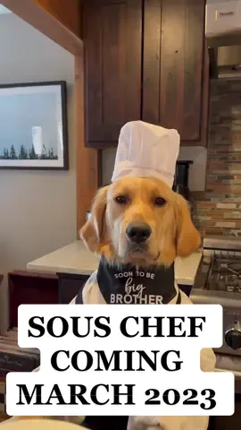 Hooman Sous Chef Coming March 2023 #babyontheway #genderreveal #dogchef #chef #trending #viral #happy 