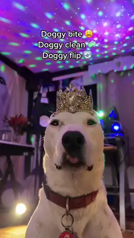 Queen Biscuit #dogs #tricks #dogtricks #dogsoftiktok #mistermainermusic 