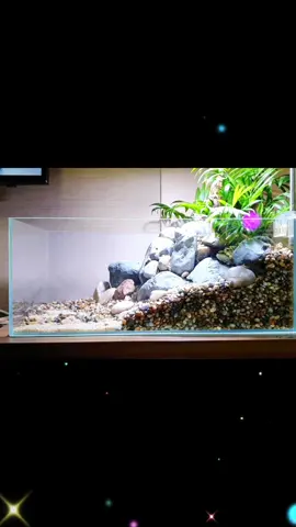 DIY aquarium landscaping for fishes and turtle, luxury pet home#aquascape #aquarium #fish #turtle #petlife #natureaquarium #freshwateraquarium #glasstank #foryou #fishtok #fishtank #homemade #pet #plants
