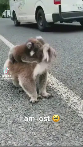 #animal#koala##cutebaby#fyp#