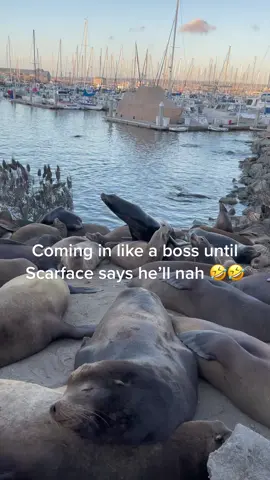 #sealion #Likeaboss #onlyinmontetey #whyisthissoentertaining #funnyshit #poorguys #tomanysharksgotthem #LikeAMonarch #SephoraConcealers 
