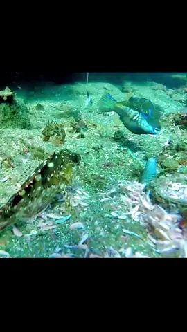 The hooking process of rock fish！Is it a rock fish?#fishing #underwater #Outdoors 