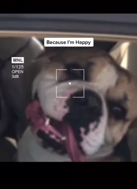 Gotta love these Happy faces 🥰🥰🥰 #fypシ゚viral #tik_tok #dogsofttiktok #doglover #happydogs #doglove #PetsOfTikTok #petlovers #happypets #bulldogs #bulldogsoftiktok #bulldoglife #americanbulldogsoftiktok #americanbulldogs #kuhlkountry #LikeAMonarch #becauseimhappy #goodvibes💕 #lovemydogs #fypage #happy #smilingdogs 
