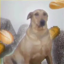Edit | Leandro - #cachorro #leandro #fypシ 