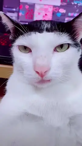 😂 #cat#catsoftiktok #cats #catslovers #猫#猫可愛い #猫のいる暮らし 