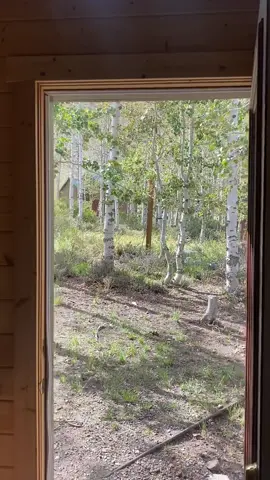 Spent the weekend sipping coffee and wine in a forest of Aspen trees🫶🏼 #fallmornings #cabininthewoods #weekendgetaway 