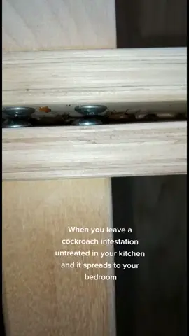 This cockroach infestation was left for over a year and this is the evidence of it spreading to the bed frame #cockroaches#bugs#pestcontrol#pestcontroltiktok#monsterkil#londonpestcontrol #pests