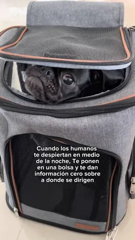 Yo soy la de la bolsa 😅🐾🐶 #itspugsita #pug #perros #mascotas #traveldog #petfriendly 