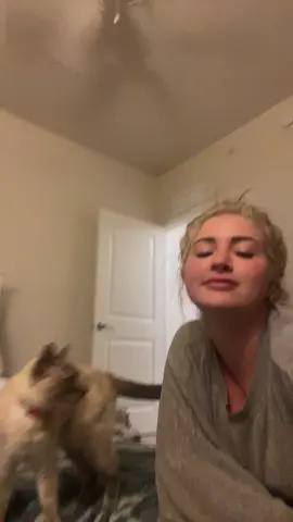 #cats #catsoftiktok 