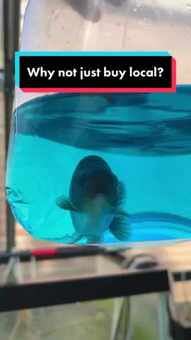 Transportation of live beings is not an uncommon thing. We pack hundreds of humans into a metal tube and ship them across the world everyday (flying!). Yeah it’s uncomfortable during the flight, yeah he’s not optimal to be there a long time, but necessary to get where you need to be. #fish #shipping #transportation #goldfish 