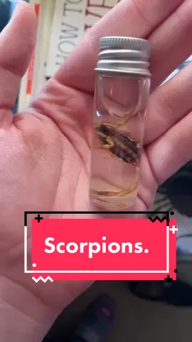 Took me a while to find some that would work, but I finally did! Really excited about these 😭 #scorpion #scorpio #mysterybox #oddities #odditiesandcuriosities #odditytok #vultureculture #bugs 