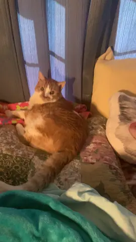 Miralax is life over here. Lol. FYI diabetic kitties can get very constipated. #catsoftiktok #felinediabetes #kidneydisease #talkingcatvids #seniorcat #animalsofttiktok #fypシ #trending #cattok 